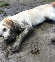 Can Alabama Rot be treated?