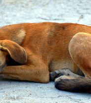 Should I rescue a dog from abroad?