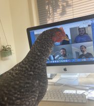 Do I need to keep my chickens indoors to protect them from Avian Flu?