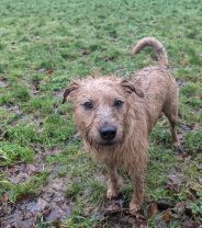 Puppy Ownership: Why it’s not always a walk in the park