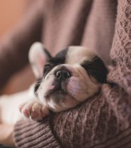 Price of Puppies Double over Lockdown