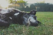 How do I know if my dog is having a seizure?