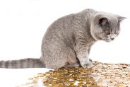 Can you afford a pet?