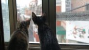 Do cats get genetic diseases?