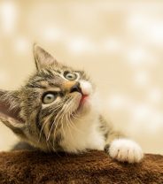 What should I feed my kitten?
