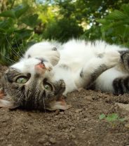 Is my cat in heat?