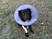 How do vets treat blood loss in cats and dogs?