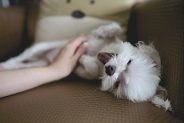 Do dogs have belly buttons?