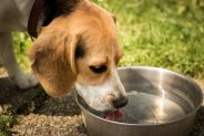 Why Do Dogs Get Dehydrated?