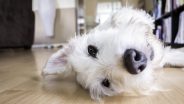 We've moved house, how do I update my dog's microchip?