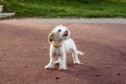 How effective are puppy vaccines?