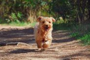 How long should I walk my puppy for?