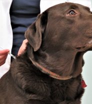 Why Vaccine Hesitancy May Lead to More Infections in Pets