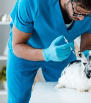 What vaccines does my rabbit really need?