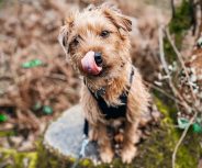 Puppy Farms and Dog Thefts Continue to Make the Headlines