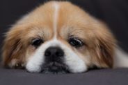 The kids are back to school, so why is the dog sad?