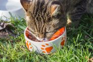 Why Has My Cat Stopped Eating?
