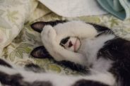 Why does my cat pee on my bed?