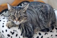Why do cats get diabetes?