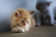 How do I know if my cat has an infection?
