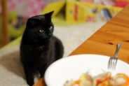 What NOT to feed your cat