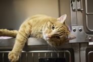 Fear-free handling for cats visiting the vet