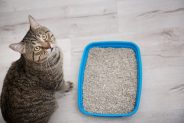 Cystitis in Cats - Causes, Symptoms & Treatment