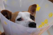 Why aren’t dogs given casts if they break a bone?