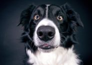 Why does my dog keep scooting?