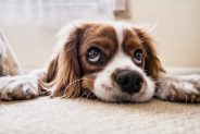 Ask a vet online - 