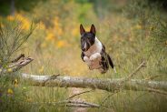 Cruciate Disease in Dogs – What are the options?