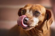 My dog has eaten chocolate, what should I do?