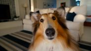 Ask our vets a question on the Forum