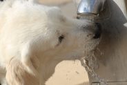 What are the symptoms of kidney disease in dogs?