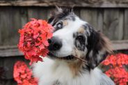When Do Dogs Go Into Heat?