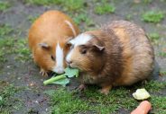The importance of fibre in a guinea pig's food 