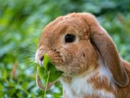 Rabbit dental - more than just a tooth clip