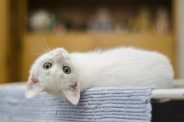 How Effective Are Kitten Vaccines?