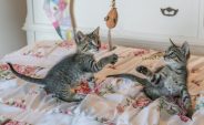 Does Cat Playtime Help Save Wildlife?