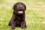 Puppy dental care - where do I start?