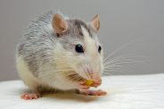 My rat has a lump- will it go away if I leave it?
