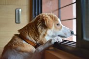 5 Problems vets have been seeing in our pets during lockdown