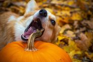 What is Garbage Gut in dogs and how is it treated?