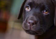 My Puppy Has A Hernia - What Next?