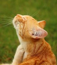 Does my cat have fleas and how do I get rid of them?
