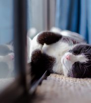 Is it wrong to keep your cat indoors?