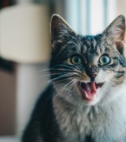 What are polyps and how are they treated in cats?