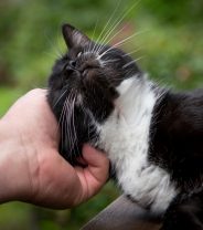 Can Covid-19 be passed between pets and owners?