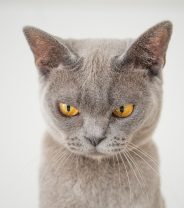 Why Do Cats Spray Urine?