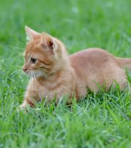How do I make my garden cat-friendly?